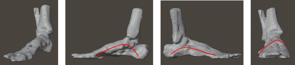 足のアーチ　足の骨格の模型